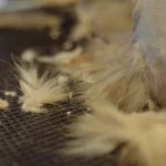 Aspirateur sans sac pour poils d'animaux